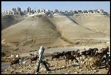 A Bedouin shepherd walks with his sheep past the Israeli settlement of Maale Adumim, the West Bank's largest settlement, not far from Jerusalem.